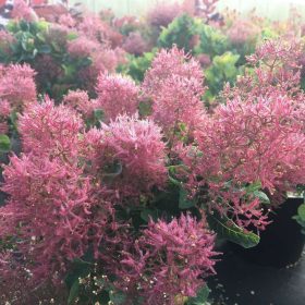 Rujevina 'Smokey Joe'