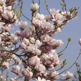 Magnolia 'Speciosa'