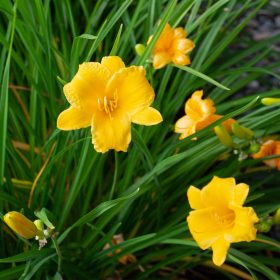 Dnevna lilija 'Stella de Oro'