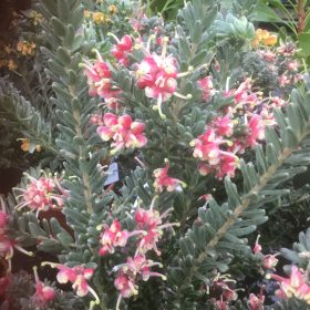 Grevillea 'Winter Wonder'