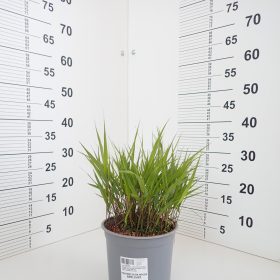 Hakonechloa 'Beni Kaze'