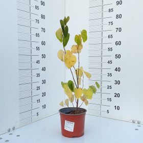 CERCIS CHINENSIS 9