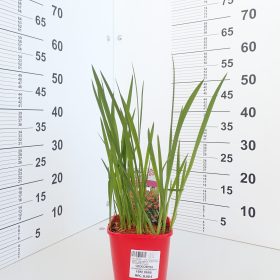 Crocosmia 'Fire King'