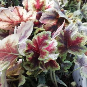 Heucherella 'Gold Zebra'