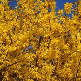 Forzicija 'Goldzauber'