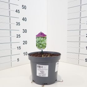 Hosta ‘Guacamole’