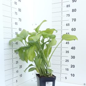 HOSTA GUACAMOLE
