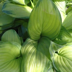 hosta guacamole