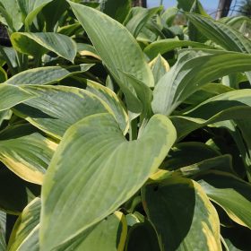 hosta tokudama flavocircinalis
