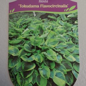 HOSTA TOKUDAMA FLAVOCIRCINALIS
