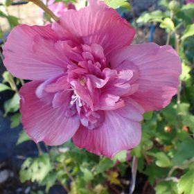 Hibiskus 'Magenta Chiffon'