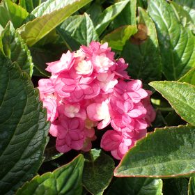Velelisna hortenzija 'Magical Farfalla'