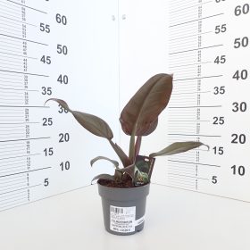 Filodendron 'Imperial Red'