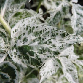 Bazga 'Pulverulenta'