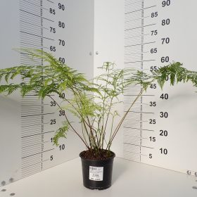 Pteris