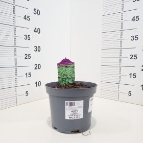 Hosta 'Tokudama Flavocircinalis'