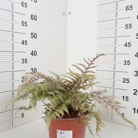 Athyrium 'Ursula's Red'