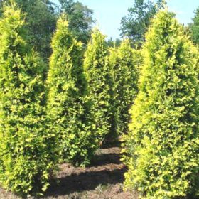 Thuja 'Yellow Ribbon'