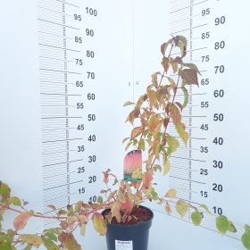 anny's winter orange