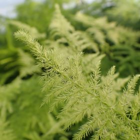 Asparagus