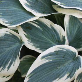 Hosta 'Blue Ivory'