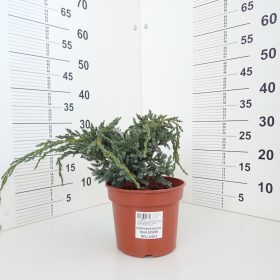 Borovica 'Blue Spider'