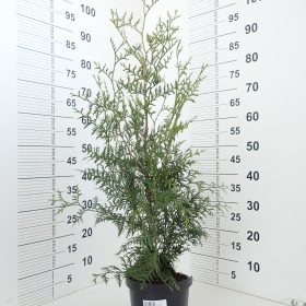 Thuja 'Brabant'