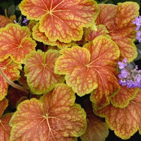 Koraljni zvončić 'Delta Dawn'