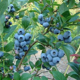 Američka borovnica 'Denis Blue'