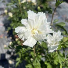 Hibiskus ‘French Cabaret White’