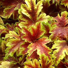 Heucherella 'Gold Zebra'