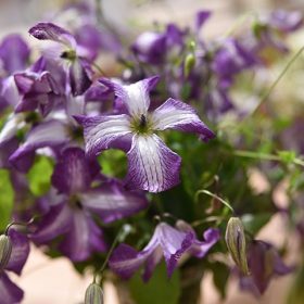 Klematis 'I Am Lady'