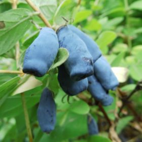 Haskap 'Krupnoplodnaja'