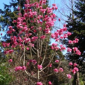 Magnolia 'Felix Jury'