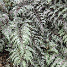 Athyrium 'Pewter Lace'