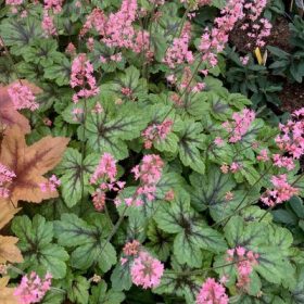 Heucherella 'Pink Revolution'