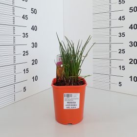 Kniphofia 'Poco Orange'