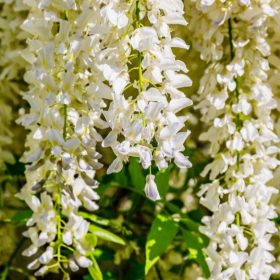 Glicinija 'Shiro Noda'