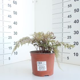 Athyrium 'Silver Falls'