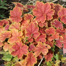 Koraljni zvončić 'Tiramisu'