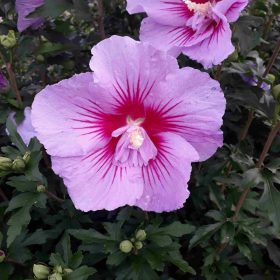 Hibiskus 'B'Twist Lavender'