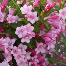 Weigela 'Twopink'