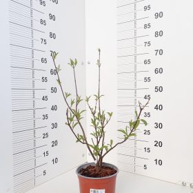 Viburnum x bodnantense