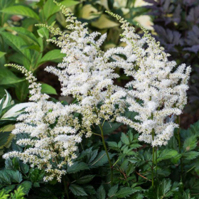 Astilbe 'Vision in White'
