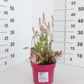Heucherella 'White Revolution'