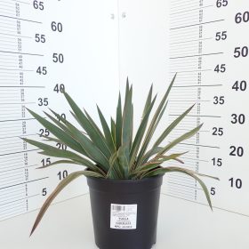Yucca 'Variegata'