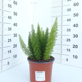 Asparagus 'Meyeri'