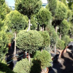 Čempres Leylandii 'Castlewellan Gold' - Vrtni centar