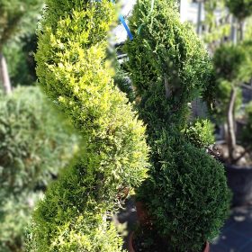 Čempres Leylandii 'Castlewellan Gold' - spirala