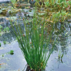 Juncus effusus